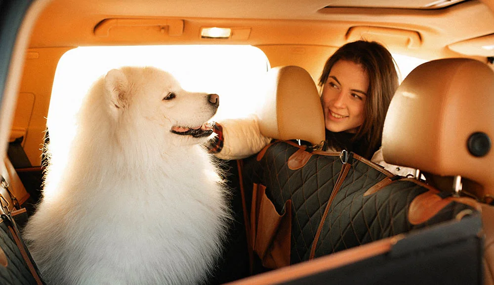 dog back seat cover for Kia Forte